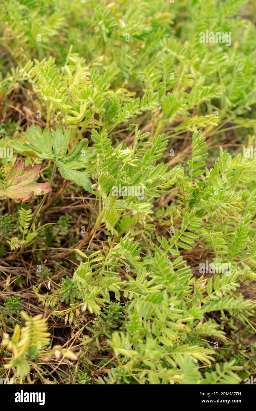 Zurigo, Svizzera, 9 agosto 2023 Astragalus Sempervirens pianta nell'orto botanico Foto Stock