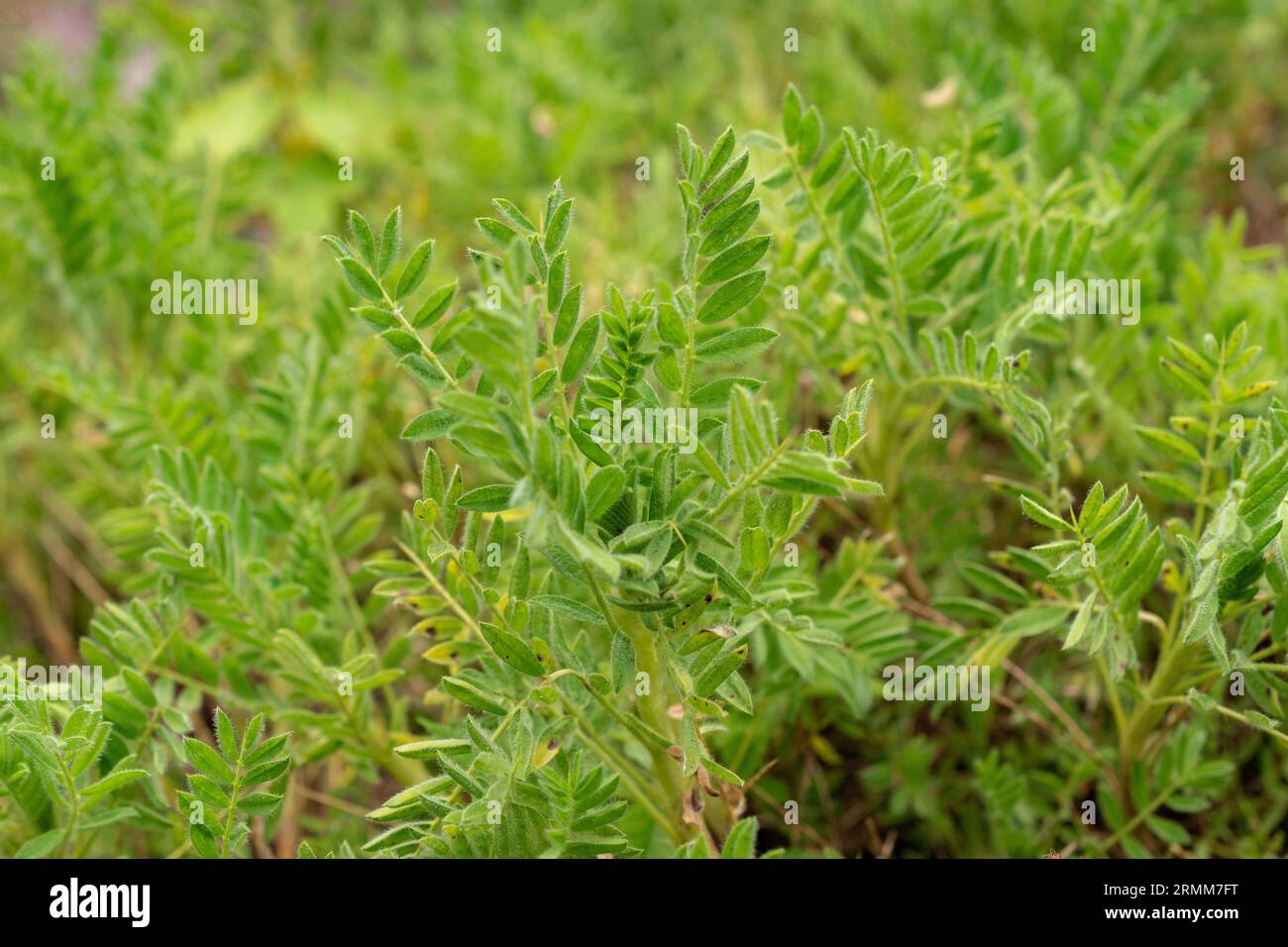 Zurigo, Svizzera, 9 agosto 2023 Astragalus Sempervirens pianta nell'orto botanico Foto Stock