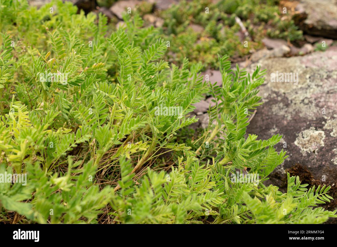 Zurigo, Svizzera, 9 agosto 2023 Astragalus Sempervirens pianta nell'orto botanico Foto Stock