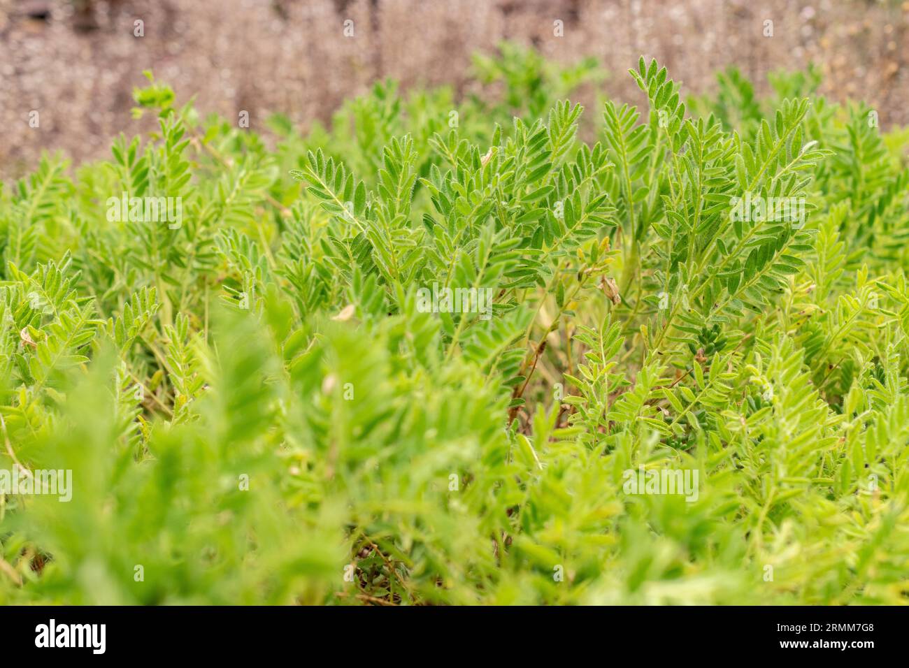 Zurigo, Svizzera, 9 agosto 2023 Astragalus Sempervirens pianta nell'orto botanico Foto Stock