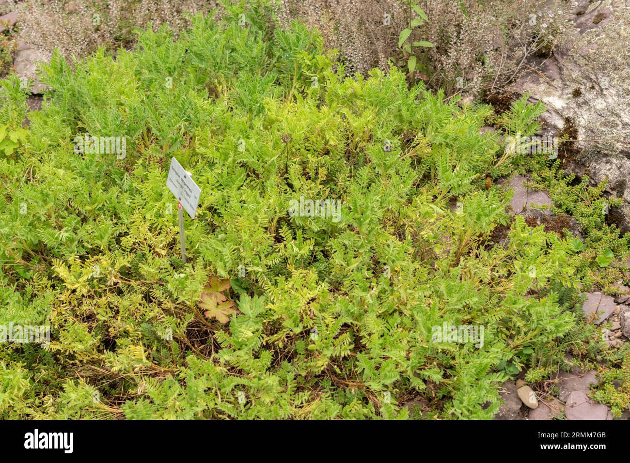 Zurigo, Svizzera, 9 agosto 2023 Astragalus Sempervirens pianta nell'orto botanico Foto Stock