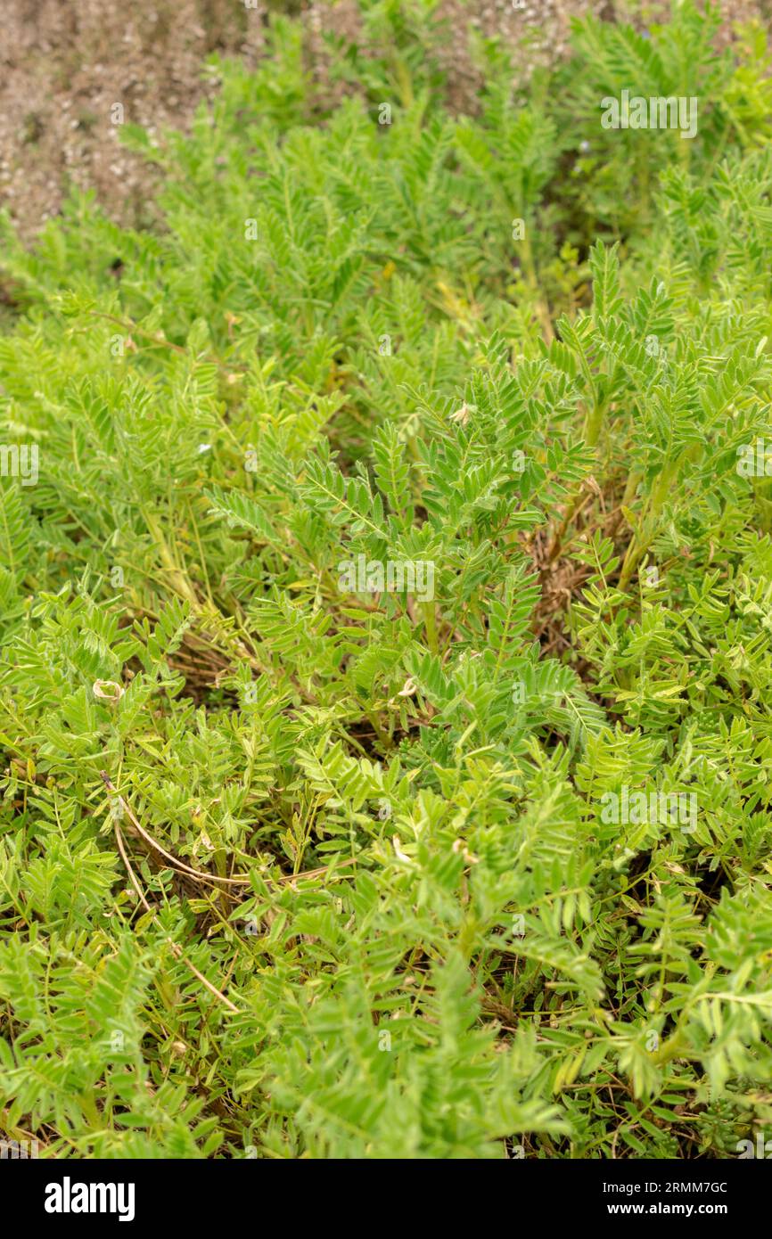 Zurigo, Svizzera, 9 agosto 2023 Astragalus Sempervirens pianta nell'orto botanico Foto Stock