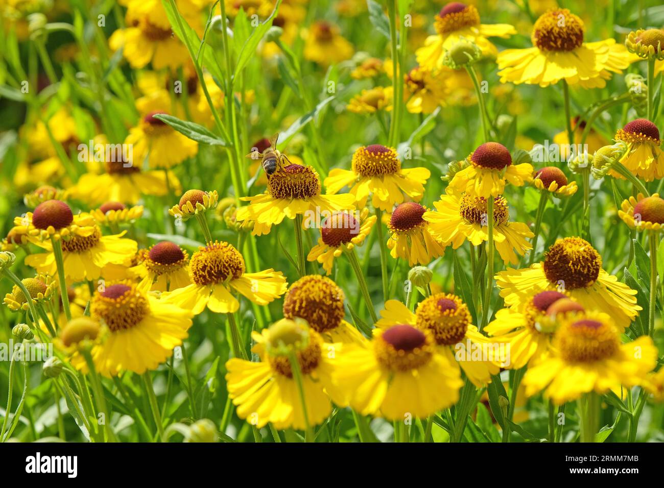 Yellow Helenium starnuzeweed 'Riverton Beauty' in fiore. Foto Stock