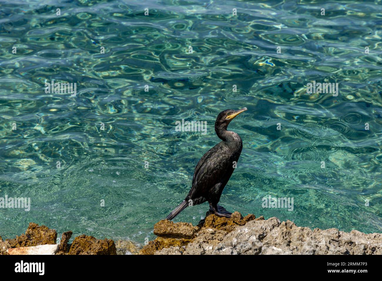 Cormorano nero sulle rive del Mare Adriatico in Croazia Foto Stock