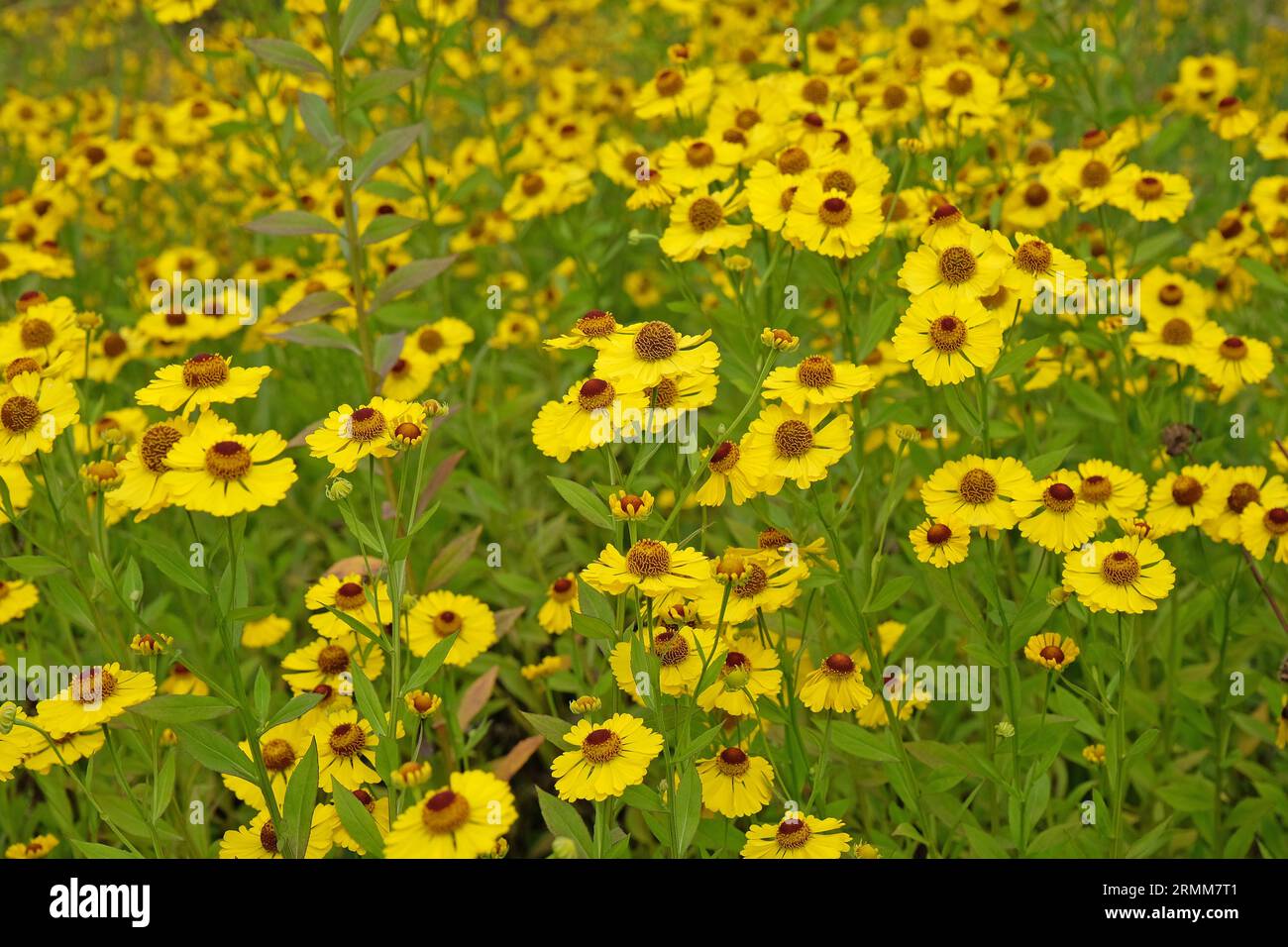Yellow Helenium starnuzeweed 'Riverton Beauty' in fiore. Foto Stock