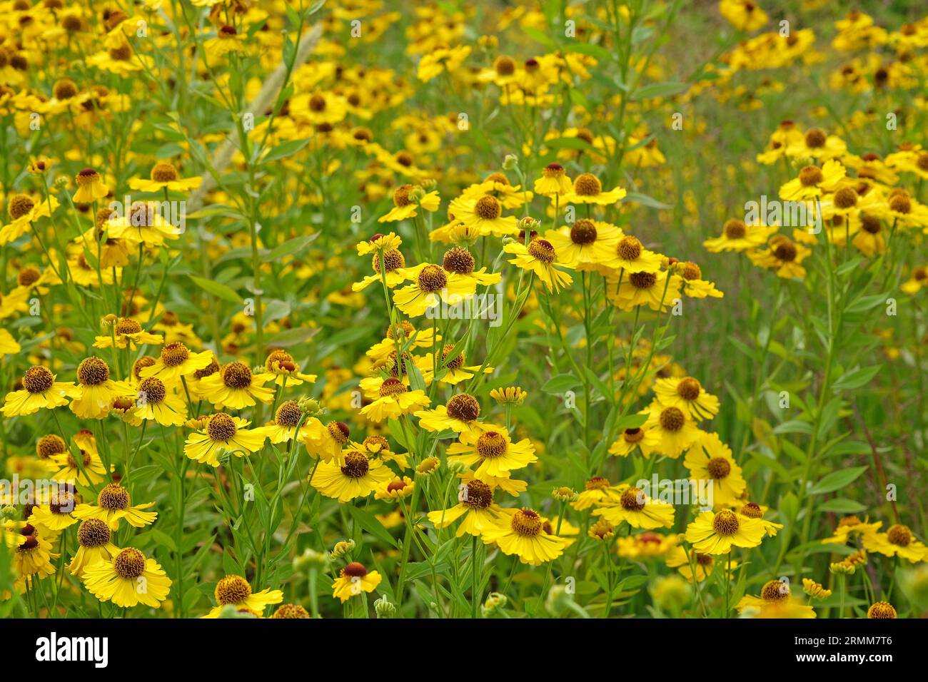 Yellow Helenium starnuzeweed 'Riverton Beauty' in fiore. Foto Stock