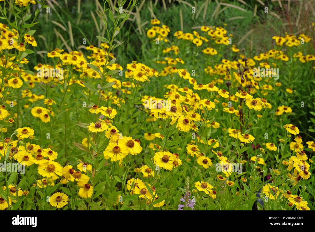 Yellow Helenium starnuzeweed 'Riverton Beauty' in fiore. Foto Stock