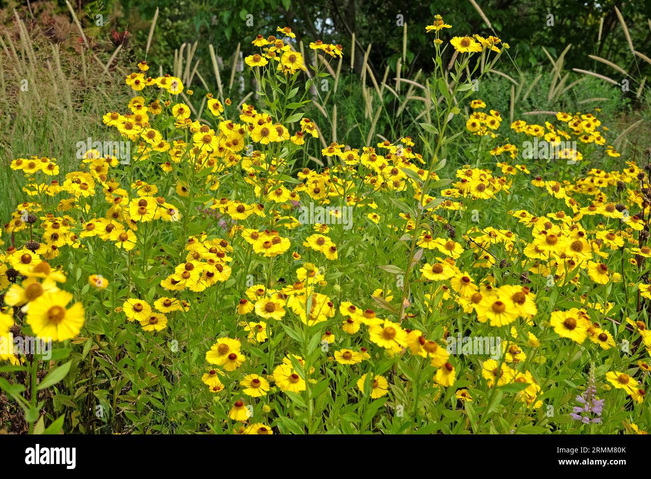 Yellow Helenium starnuzeweed 'Riverton Beauty' in fiore. Foto Stock