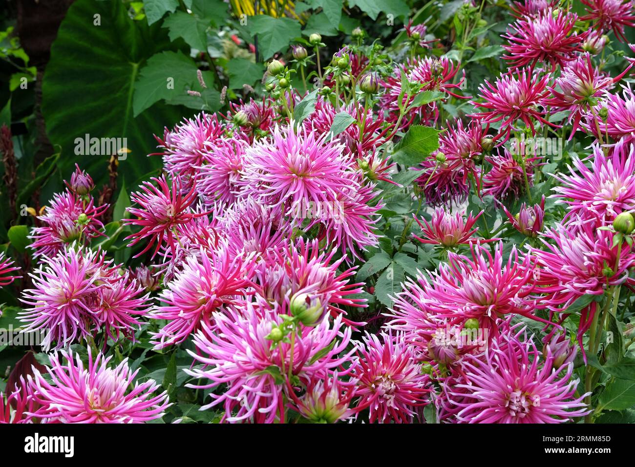 Impressionante cactus rosa dahlia 'Hollyhill Spiderwoman' in fiore. Foto Stock