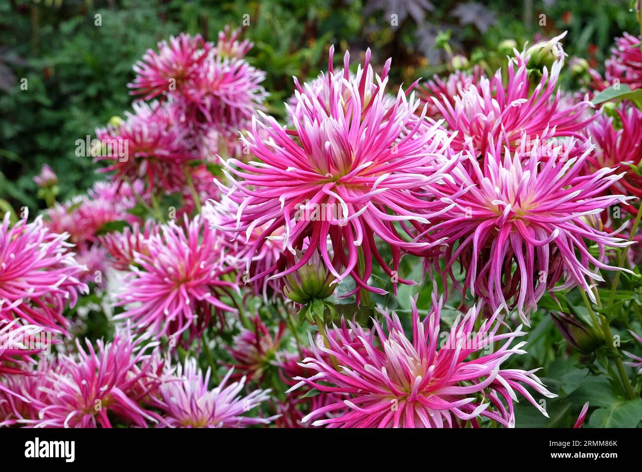 Impressionante cactus rosa dahlia 'Hollyhill Spiderwoman' in fiore. Foto Stock