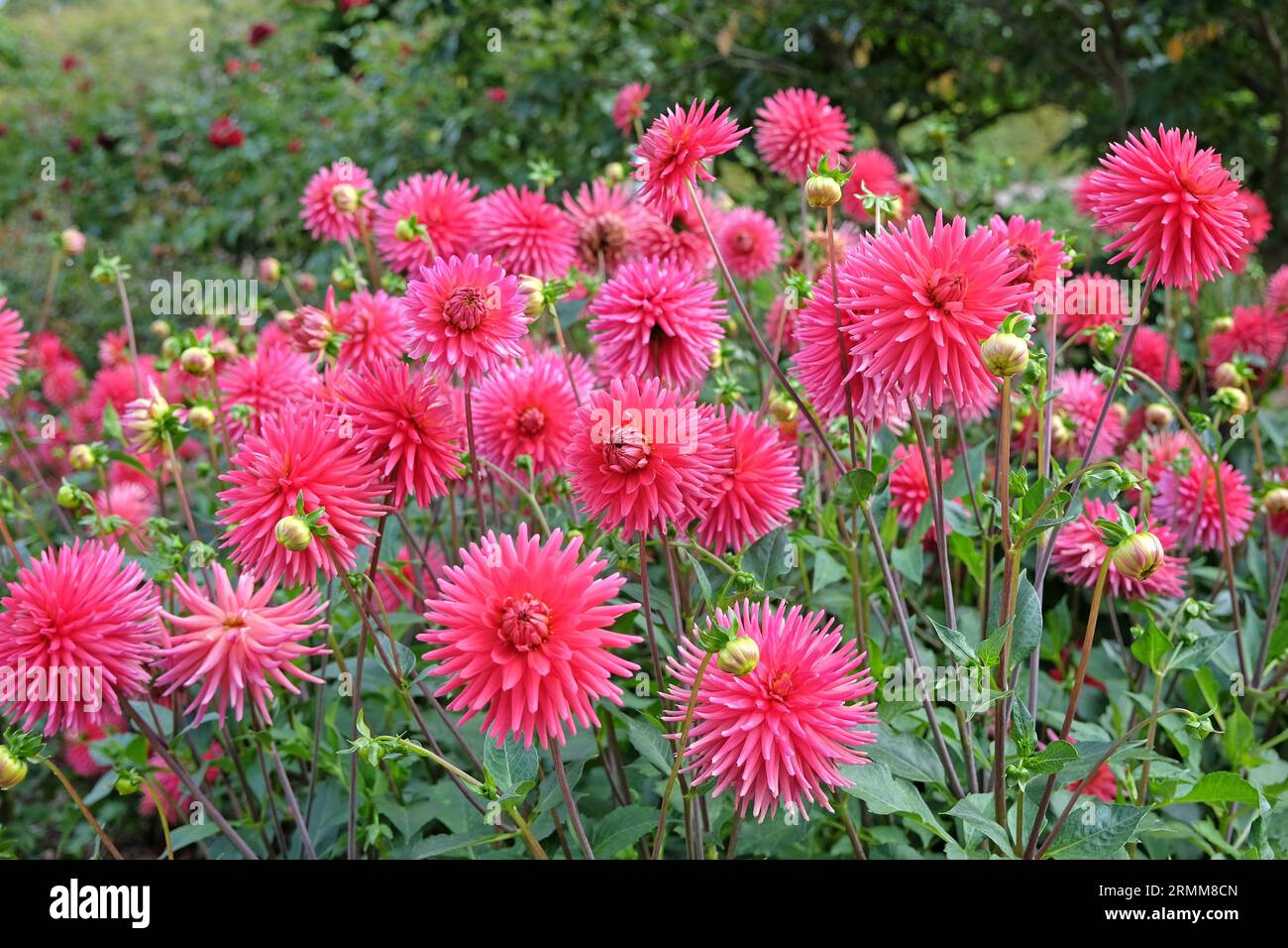 Cactus dahlia "Josudi Hercules" in fiore rosa rosso. Foto Stock