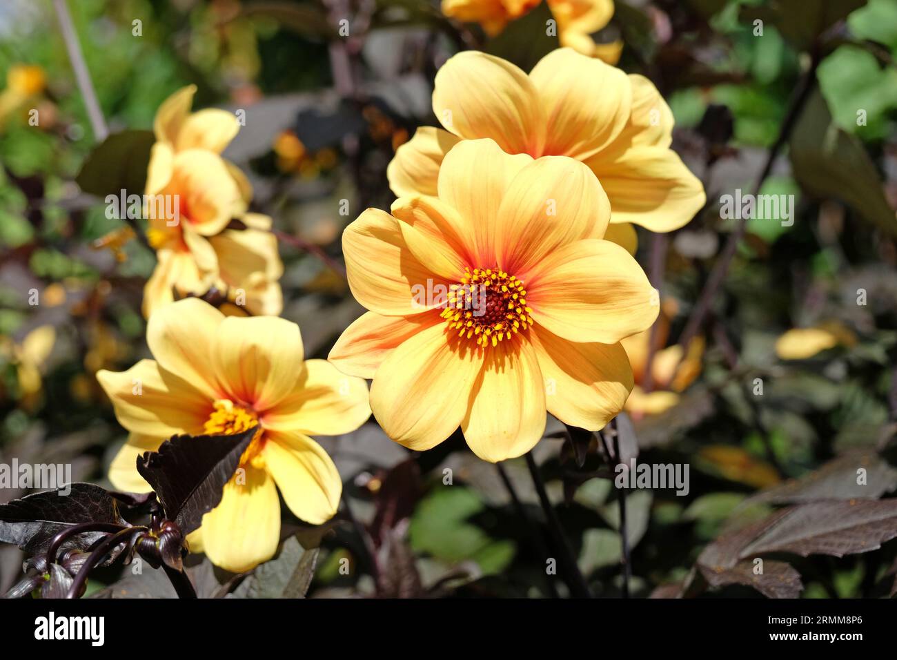 Singolo giallo dahlia 'luce del sole di Adriano' in fiore. Foto Stock