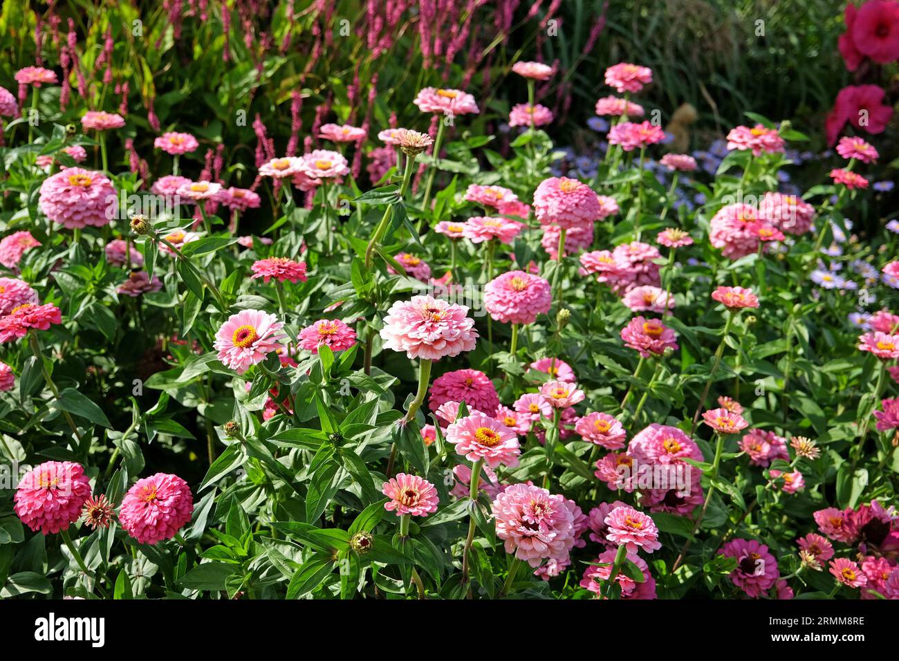 Rosa comune Zinnia elegge "Super Yoga Rose" in fiore. Foto Stock