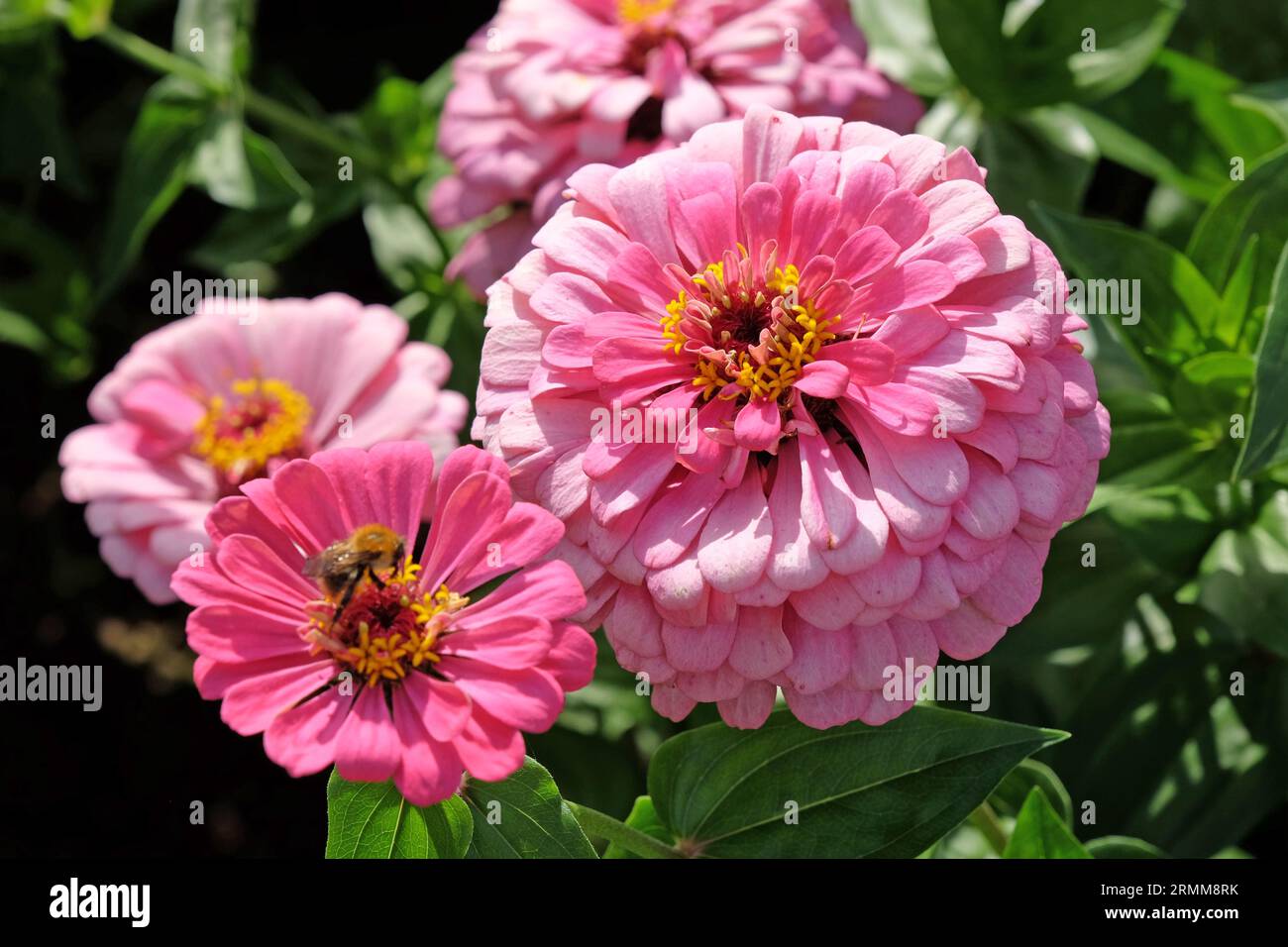 Rosa comune Zinnia elegge "Super Yoga Rose" in fiore. Foto Stock