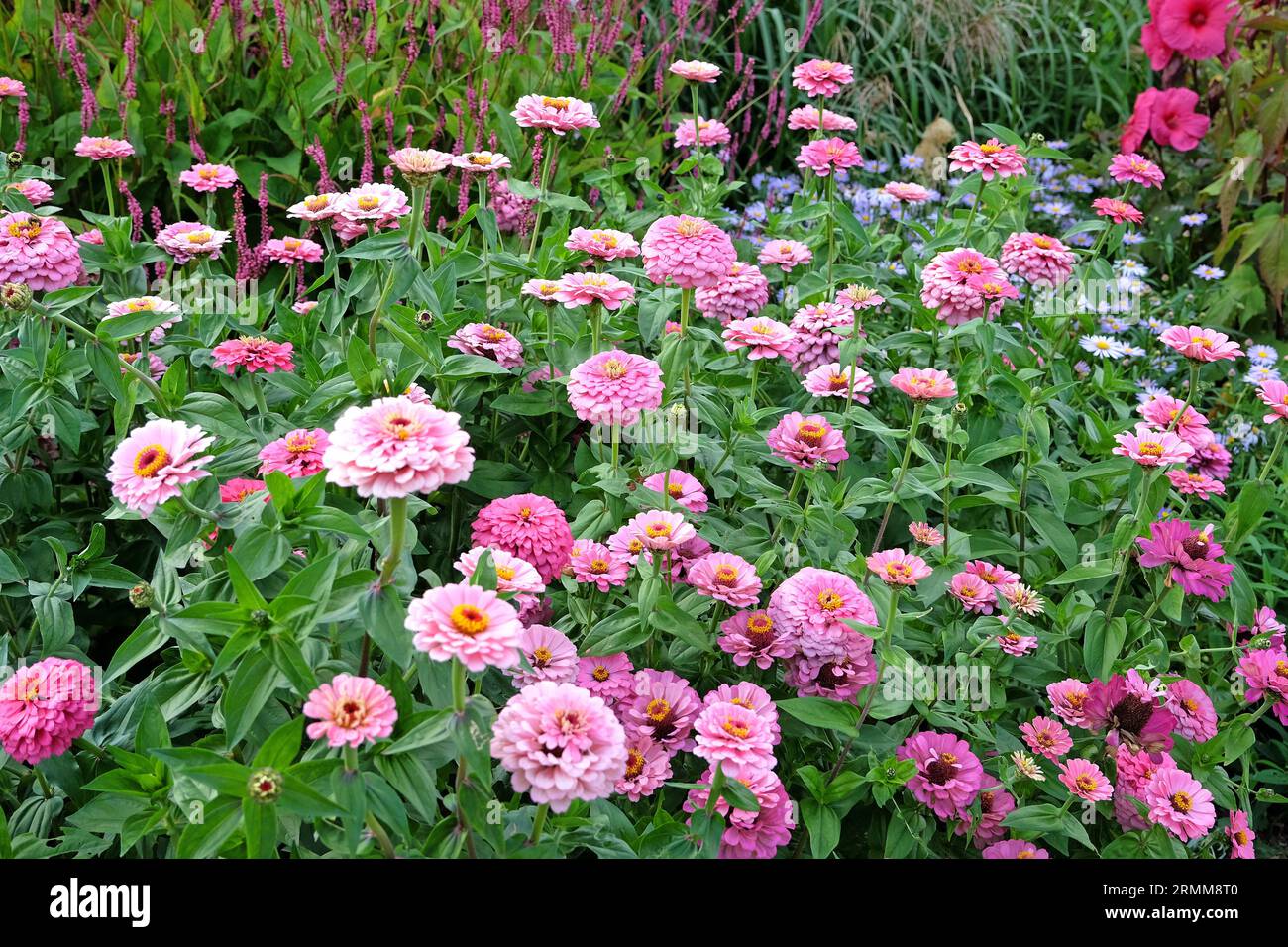 Rosa comune Zinnia elegge "Super Yoga Rose" in fiore. Foto Stock