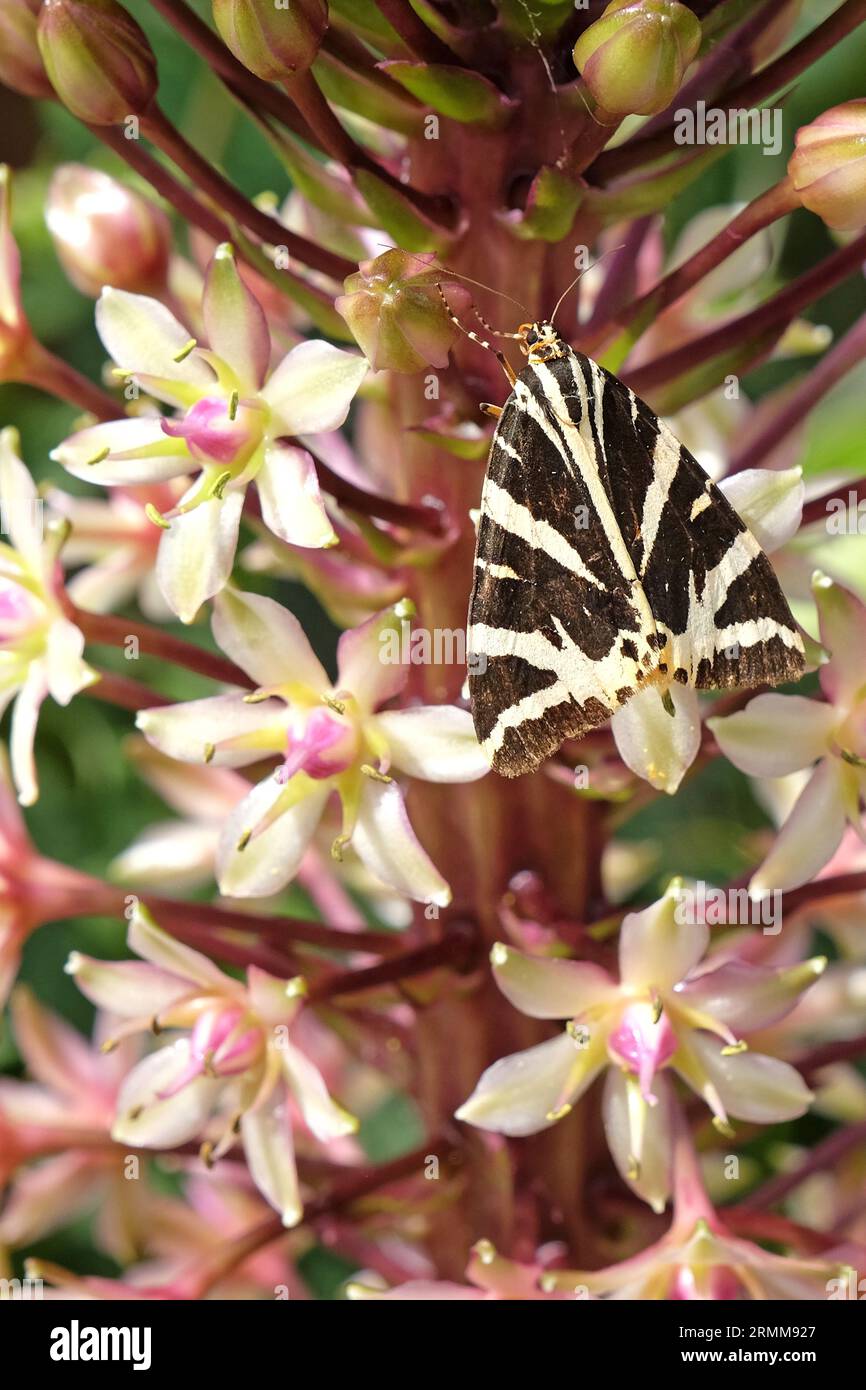 Jersey Tiger Moth bianco e nero si sedeva su un giglio di ananas Eucomis. Foto Stock