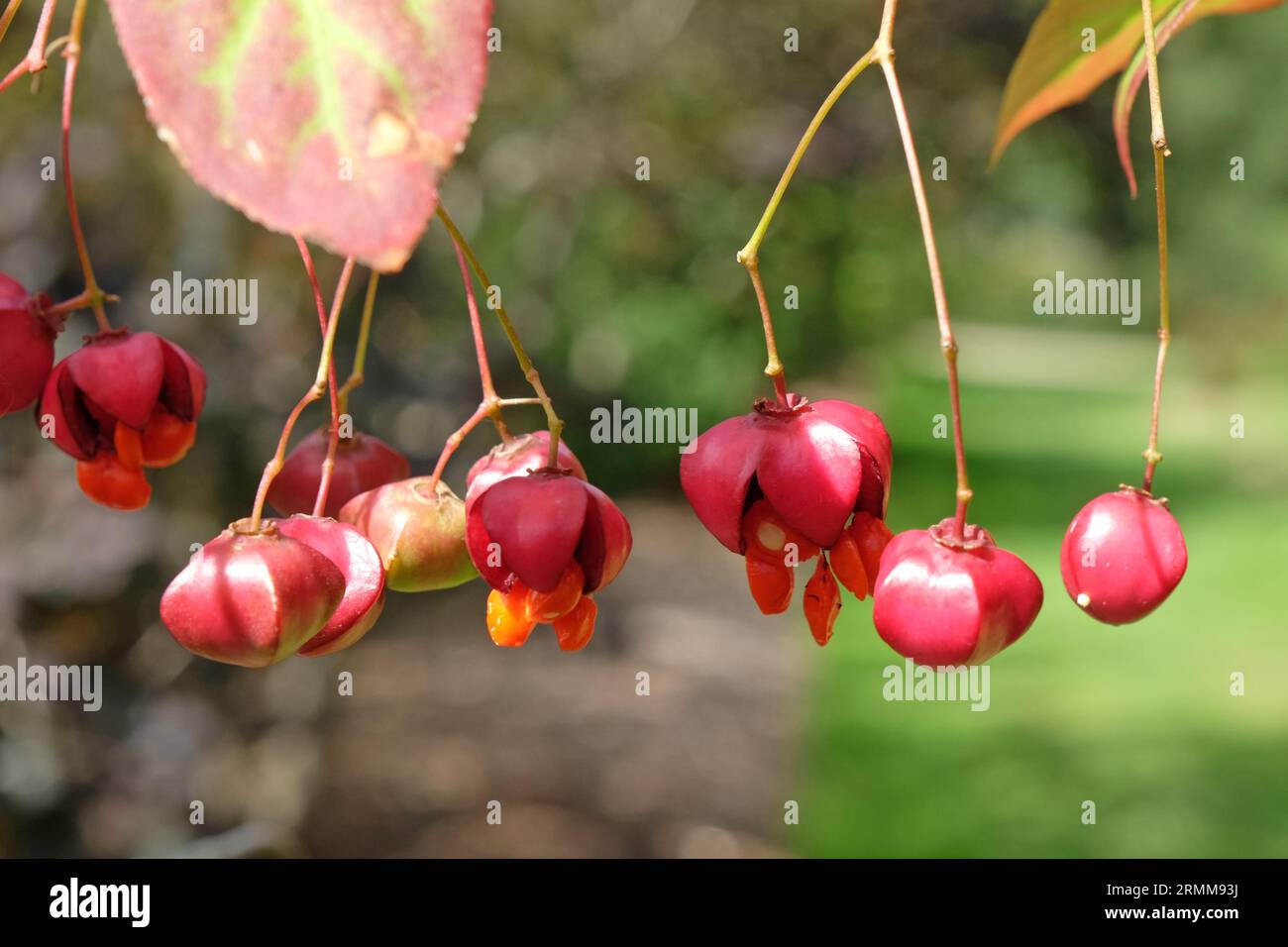 Il frutto rosso dell'Euonymus planipes, o un albero mandrino. Foto Stock