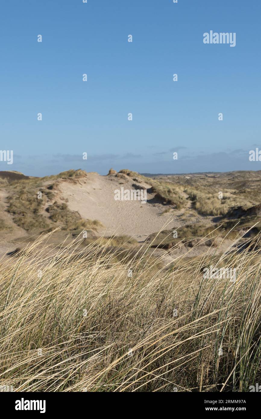 Erba di Marram (Ammophila arenaria) di fronte a un paesaggio di dune al sole nel Mare del Nord olandese Foto Stock