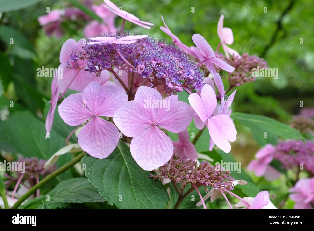 Lacecap rosa Hydrangea macrophylla in fiore. Foto Stock