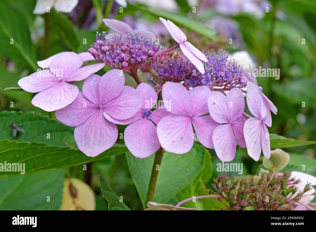 Lacecap rosa Hydrangea macrophylla in fiore. Foto Stock