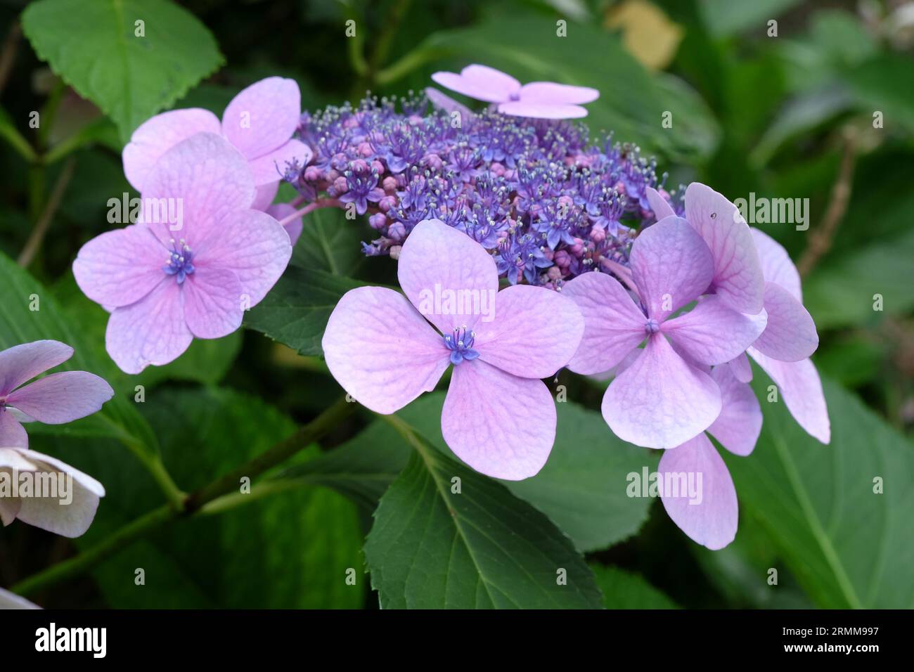 Lilac lacecap Hydrangea macrophylla in fiore. Foto Stock
