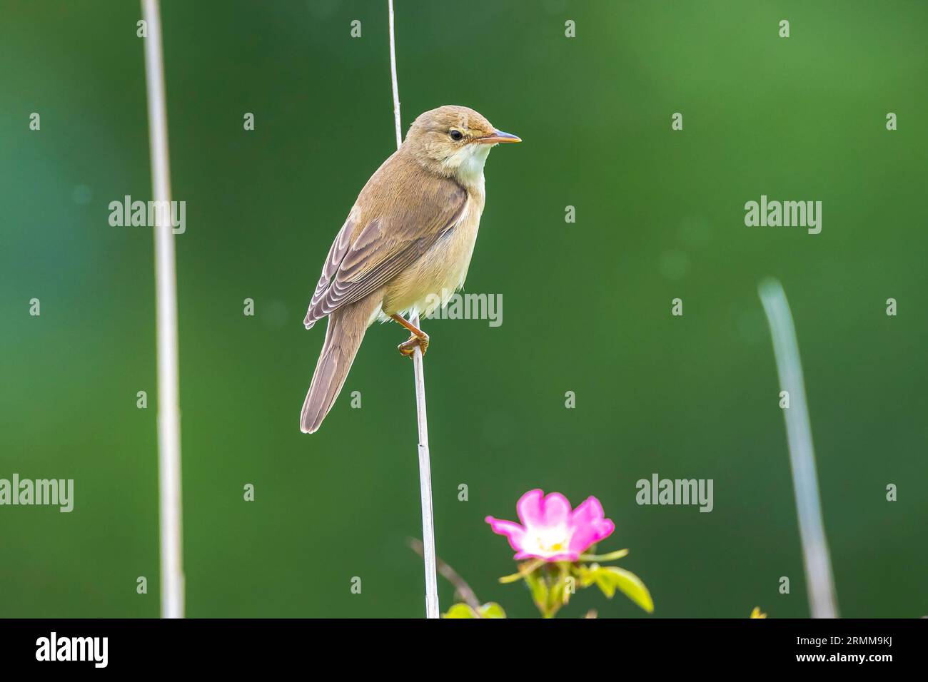 Palustris di palude, Acrocephalus, uccello che cantano in un campo con fiori gialli Foto Stock