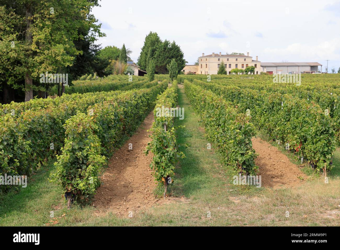 Vigne et vignoble de l’appellation Lussac-saint-émilion. Satellite de Saint-Émilion. Produzione de vin rouge. Vigne et vignoble des vins de Bordeaux Foto Stock