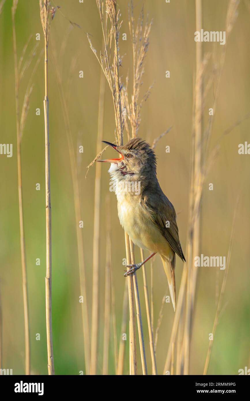 Primo piano di una grande parula di canna, acrocephalus arundinaceus, canto di uccelli nelle canne durante il sole primaverile del mattino presto Foto Stock