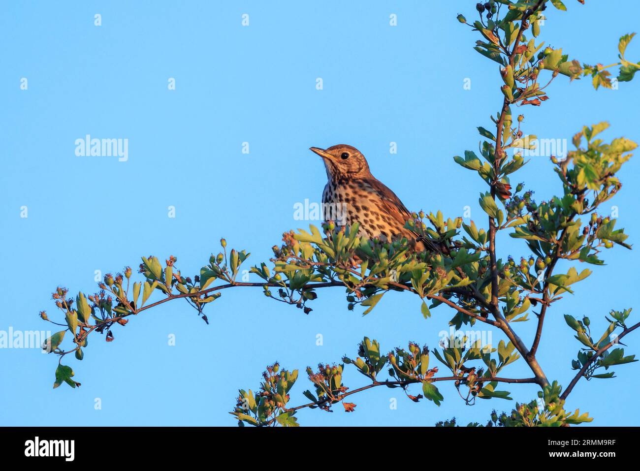 Primo piano di un uccello di Turdus philomelos che canta su un albero durante una calda stagione primaverile al tramonto. Foto Stock