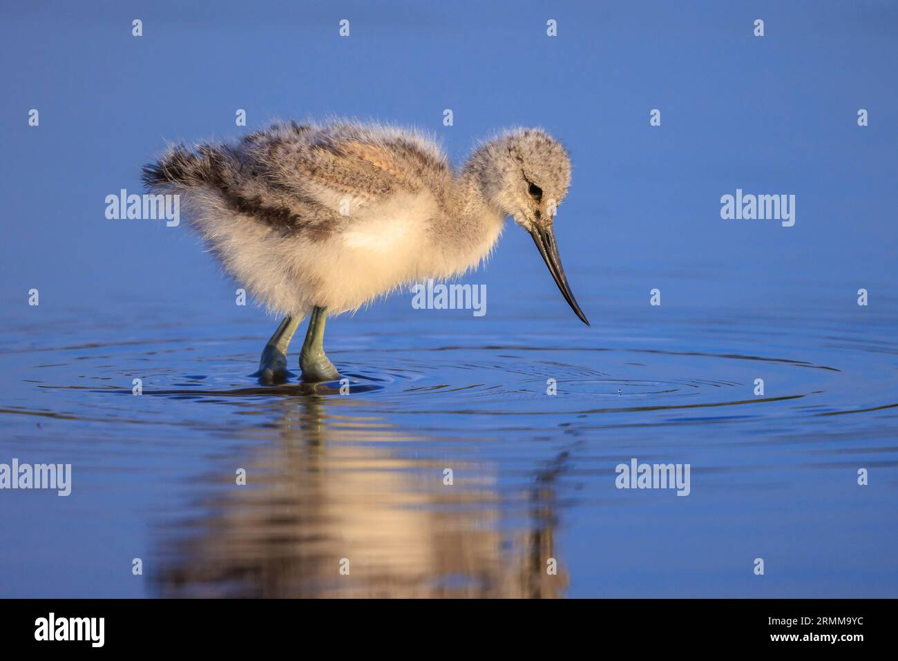 Pied Avocetta Recurvirostra avosetta wader bird pulcino rovistando in acqua Foto Stock