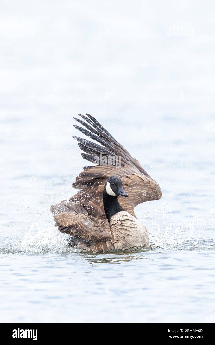 Oca canadese, Branta canadensis, pulizia, prevenimento e spruzzi in acqua, pulizia delle sue piume e piumaggio. Foto Stock