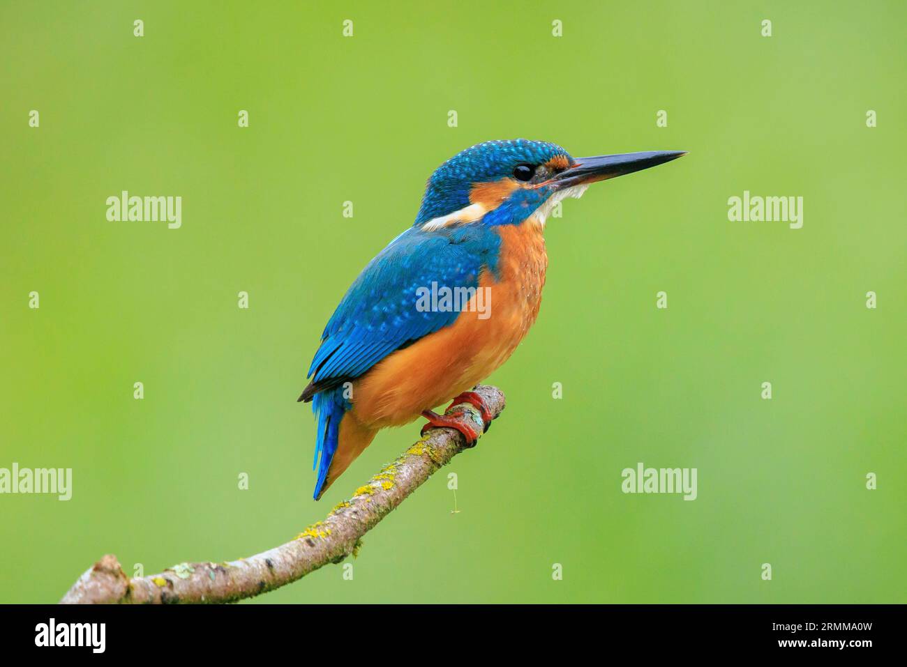 Un primo piano di un Kingfisher, Alcedo atthis, arroccato su un ramo di foraggio e pesca durante la primavera alla luce del sole. Lo sfondo è gree Foto Stock