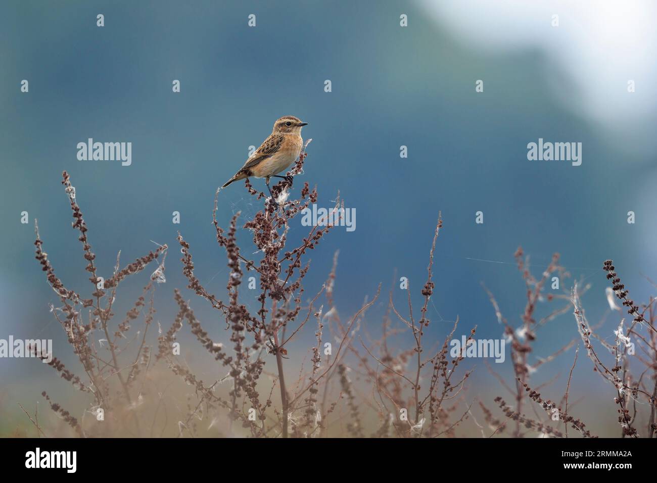 Stonechat, Saxicola rubicola, uccello giovanile che canta da vicino al sole del mattino Foto Stock