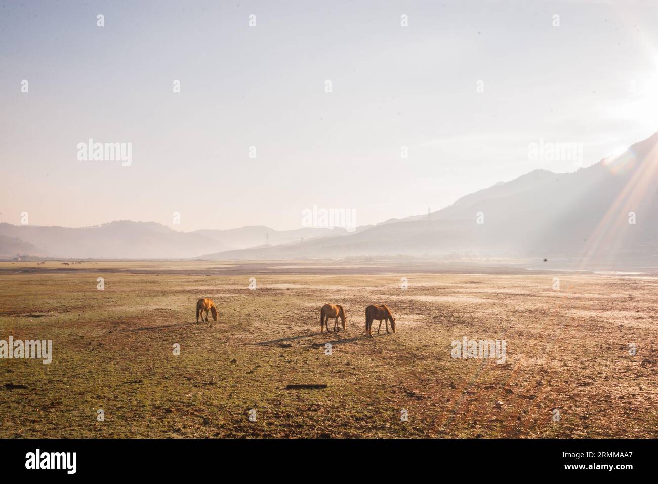 Splendido paesaggio del Vietnam, splendido paesaggio di Lam Dong, branco di cavalli allevati da persone che vagano sull'erba nella valle dei suoi Vang Foto Stock