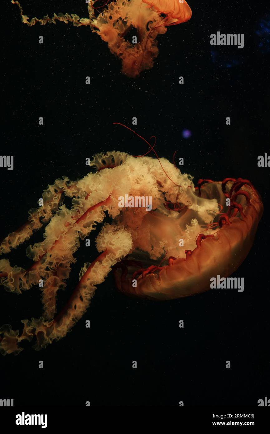Due meduse che nuotano tranquillamente nelle profondità scure dell'oceano, i loro tentacoli colorati al neon illuminati nell'oscurità Foto Stock