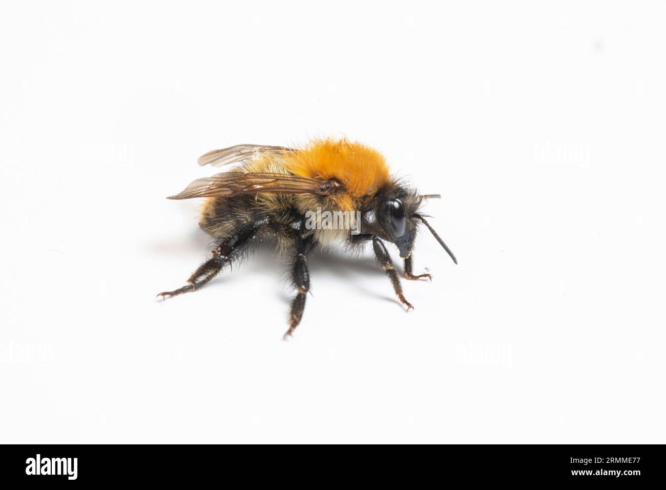 Common Carder Bee, Bombus pascuorum, Wye Valley, Gwent, Galles, REGNO UNITO. Famiglia Apidae Foto Stock