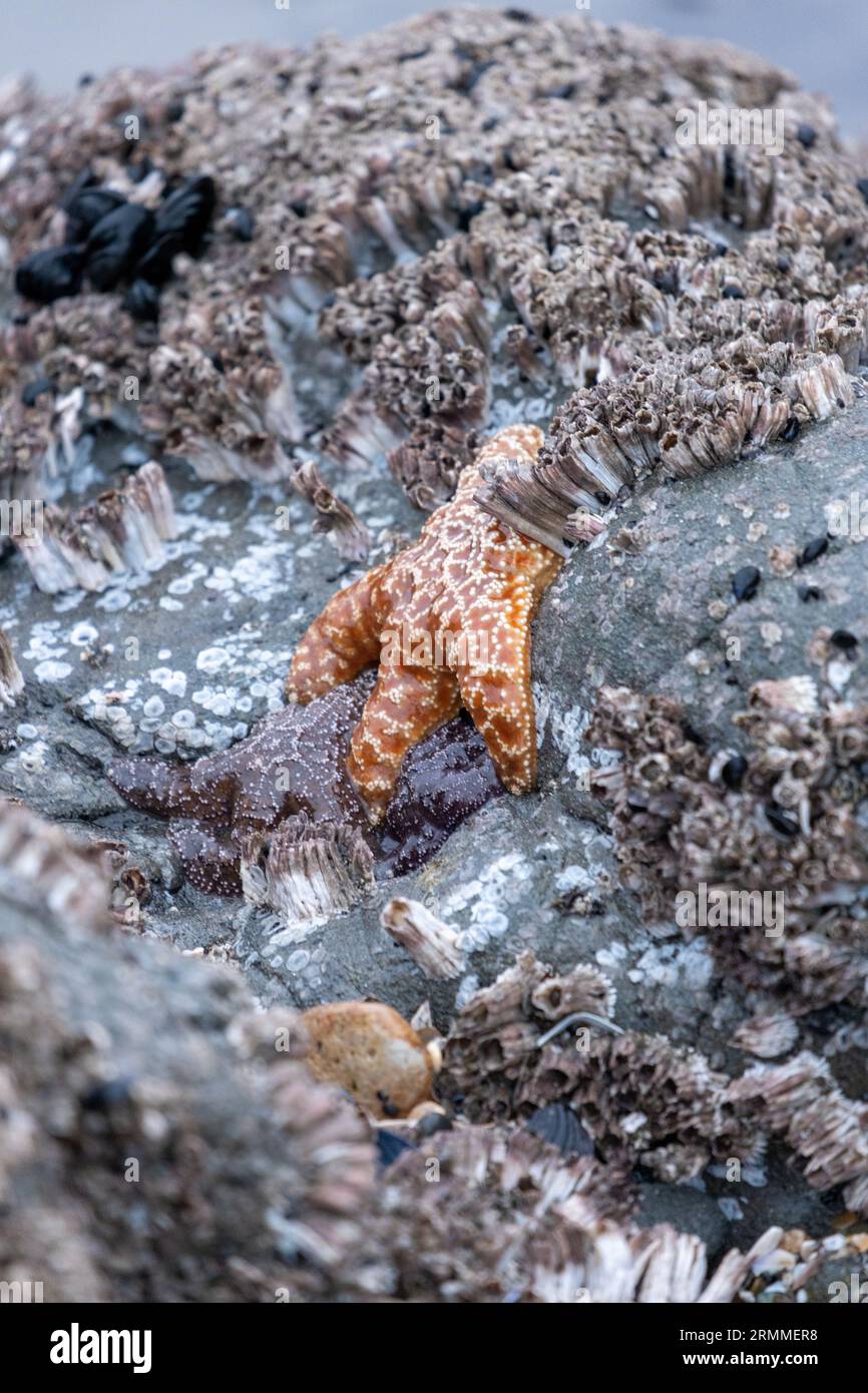 Samuel H Boardman Scenic Corridor - Brookings, Oregon Foto Stock