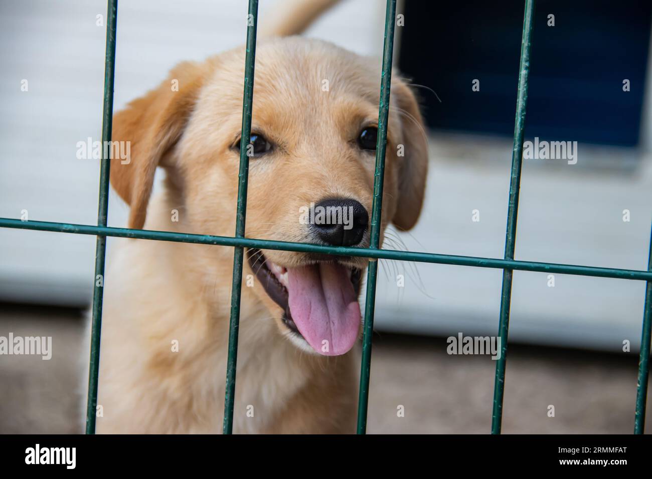 Piccolo cucciolo giallo dietro le sbarre verdi in gabbia al rifugio per animali per i numerosi cani senzatetto, che non vedono l'ora di essere adottato dagli umani Foto Stock