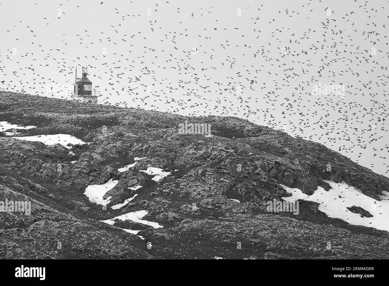 Foto in bianco e nero del faro di Vardø, costruito nel 1896 sulla piccola isola di Hornøya, circondato da Un grande gregge di uccelli marini. Norvegia. Foto Stock