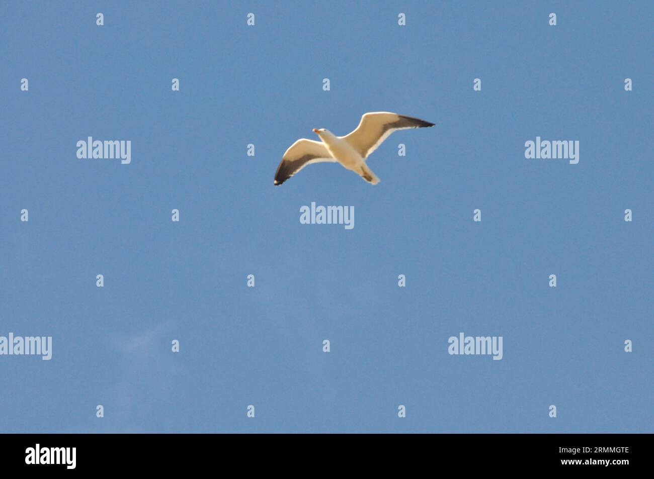 Seagull in volo Foto Stock