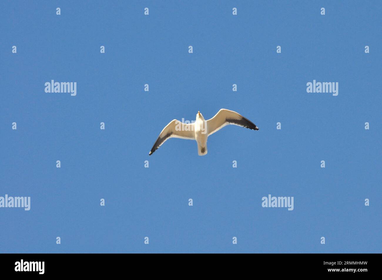 Seagull in volo Foto Stock