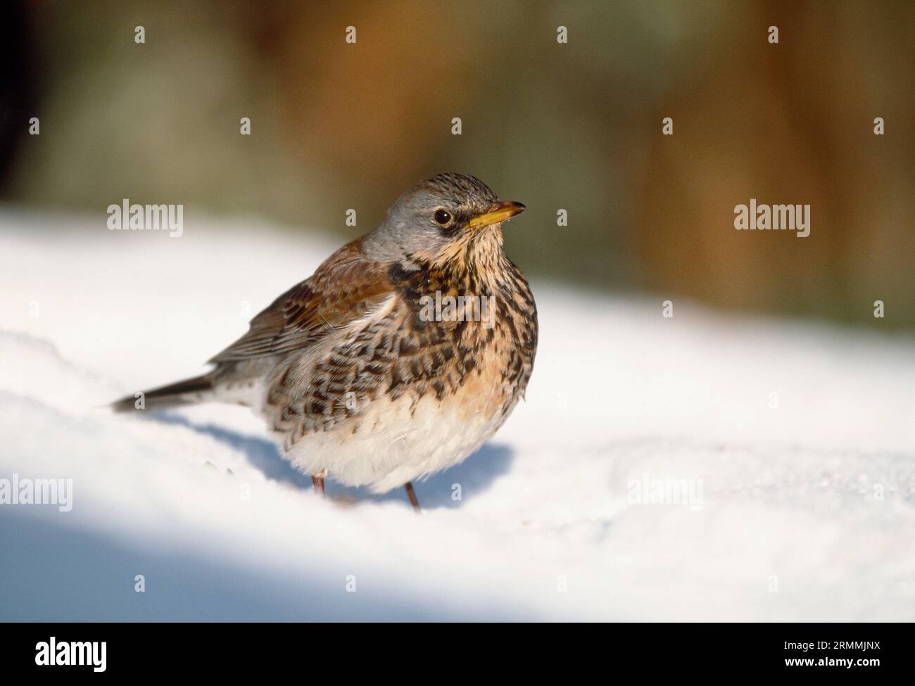 Fieldfare (Turdus pilaris) uccello adulto su prato innevato in giardino, Berwickshire, Scottish Borders, Scozia, febbraio 2001 Foto Stock