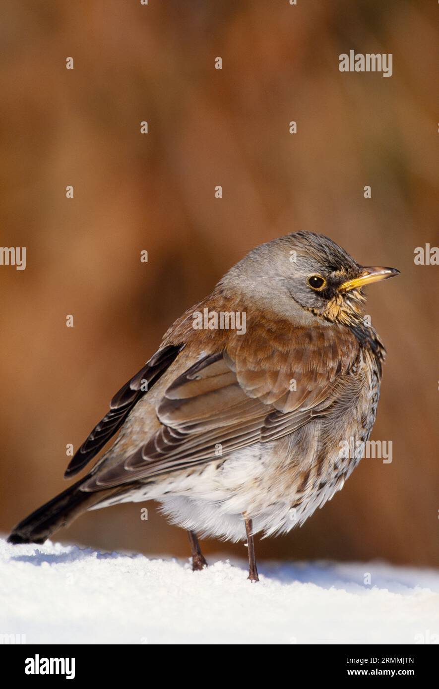 Fieldfare (Turdus pilaris) uccello adulto su prato innevato in giardino, Berwickshire, Scottish Borders, Scozia, febbraio 2001 Foto Stock