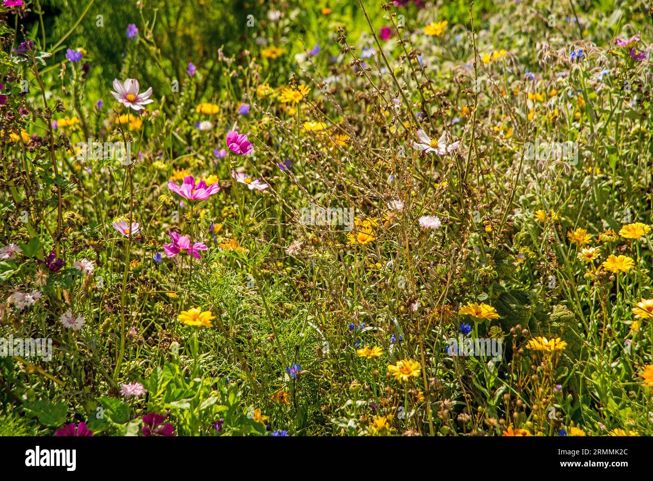 prato con molti fiori colorati, coltivato per la protezione delle specie e degli insetti Foto Stock