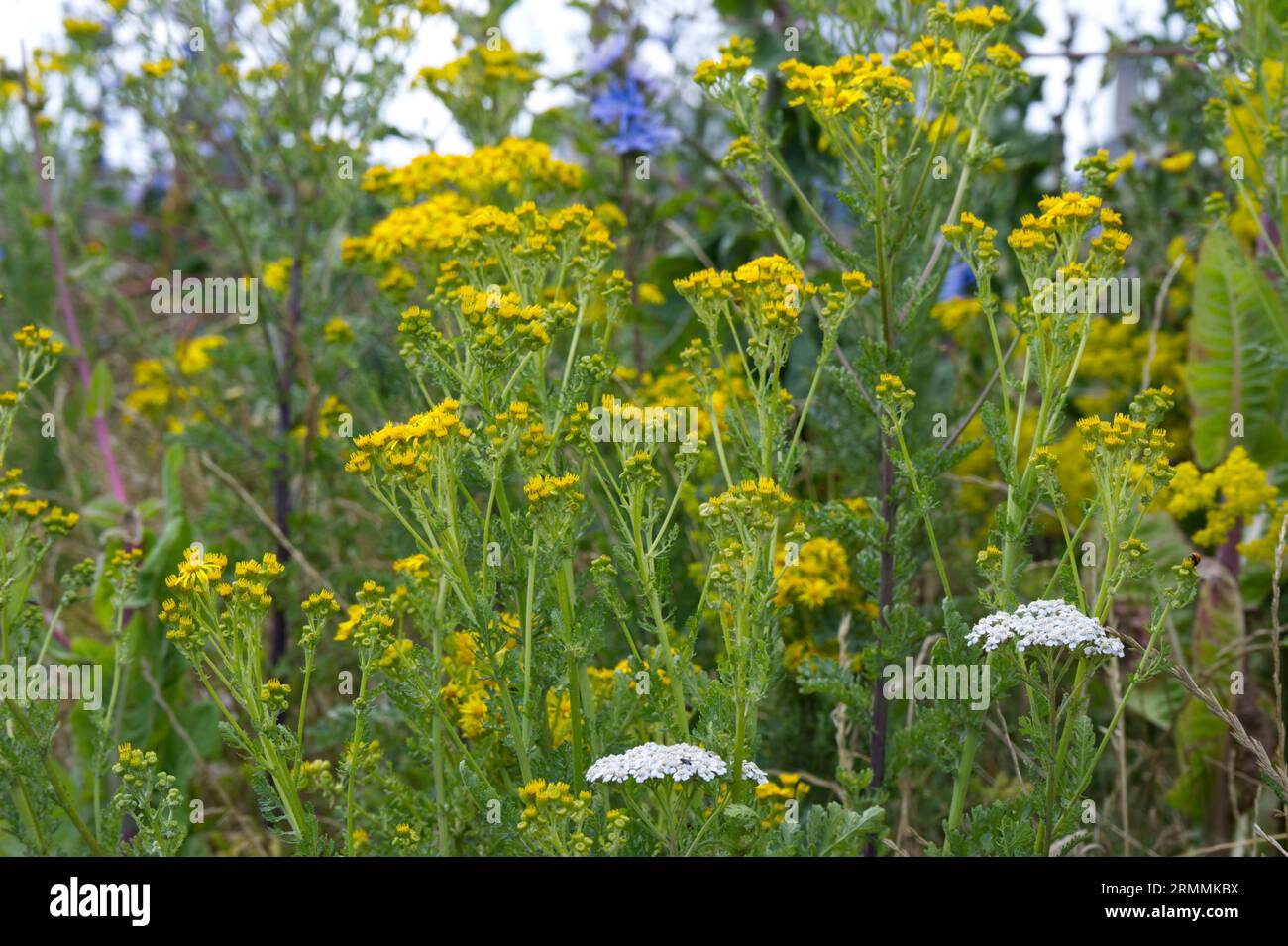 Ragwort, Senecio jacobaea, yarrow, Bugloss di vipera e altri fiori selvatici in terreno di scarto Calais, Francia Foto Stock