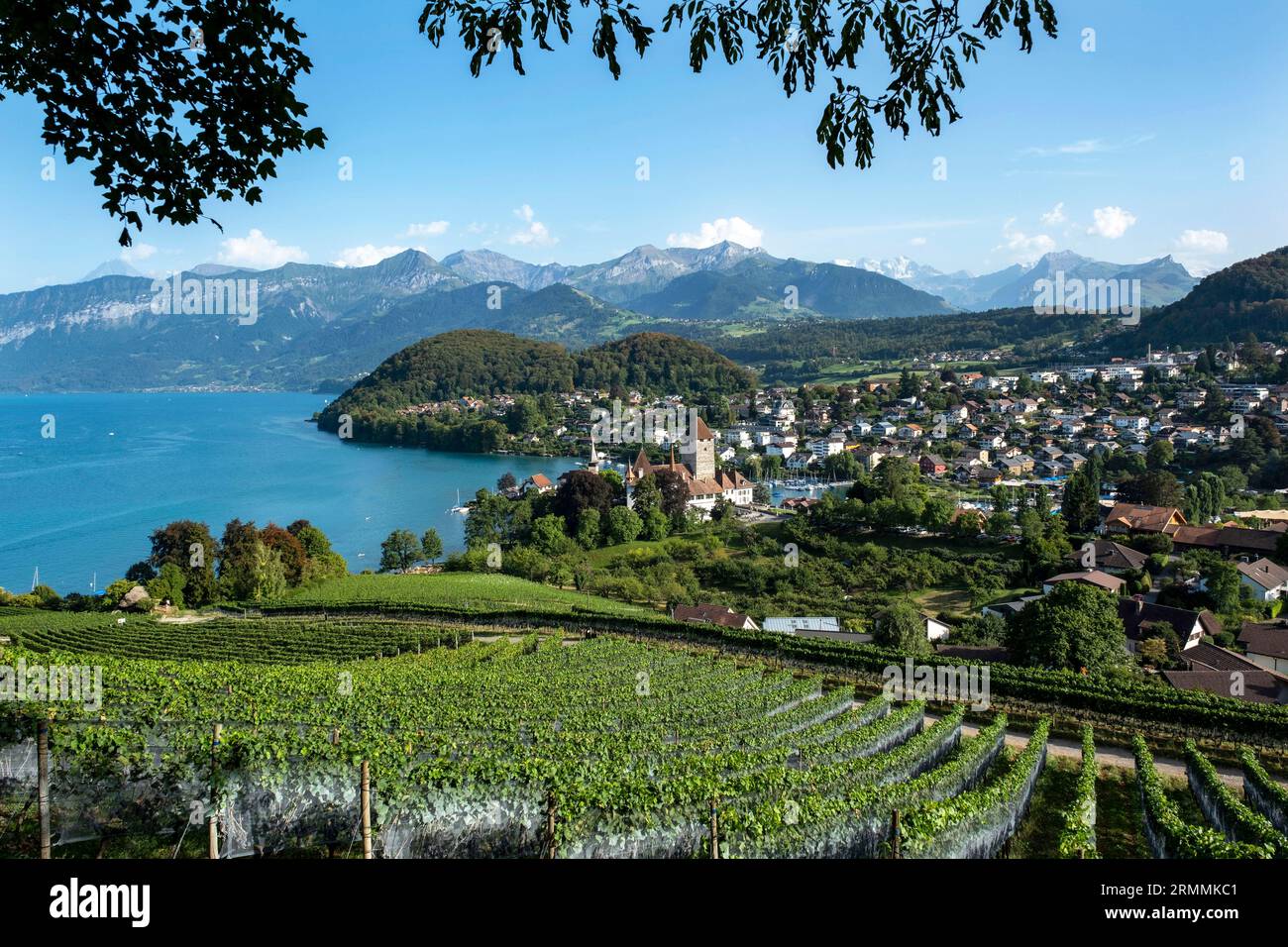 Vinefield con vista su Spiez e sul Lago di Thun, Cantone di Berna, Svizzera. Foto Stock
