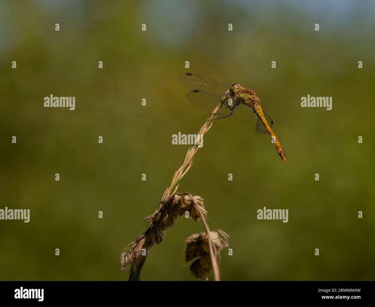 Common Darter, Sympetrum striolatum, libellula, Norfolk, 2023 Foto Stock