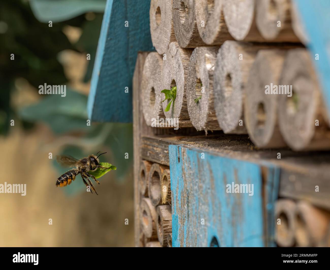 Una Leaf Cutter Bee che trasporta la sezione delle foglie all'hotel delle api e sigilla i tubi di nidificazione Foto Stock