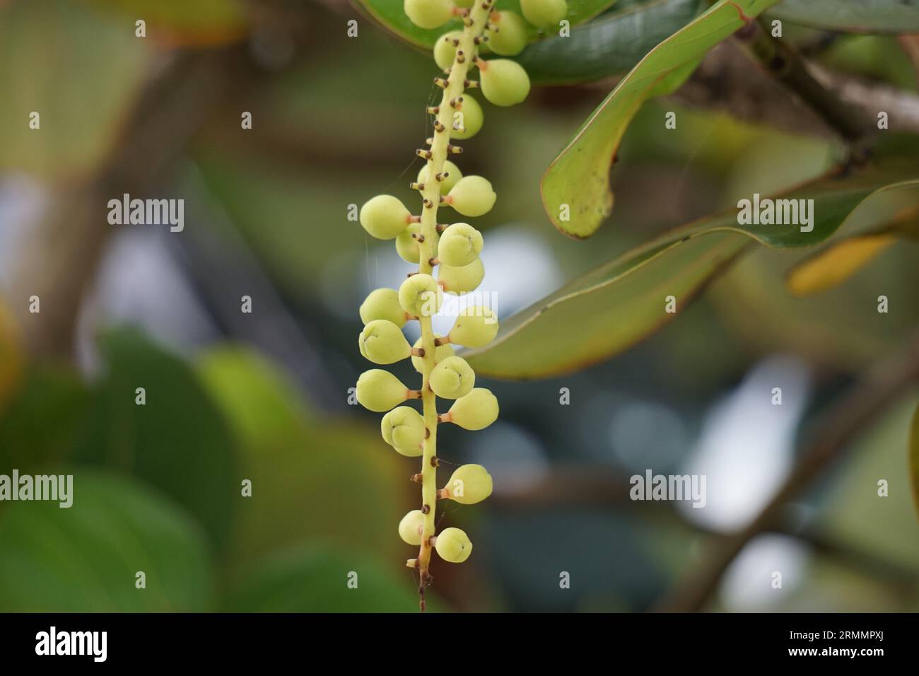 Coccoloba uvifera, questa pianta è una pianta ornamentale e serve come stabilizzatore delle dune e habitat protettivo per piccoli animali Foto Stock