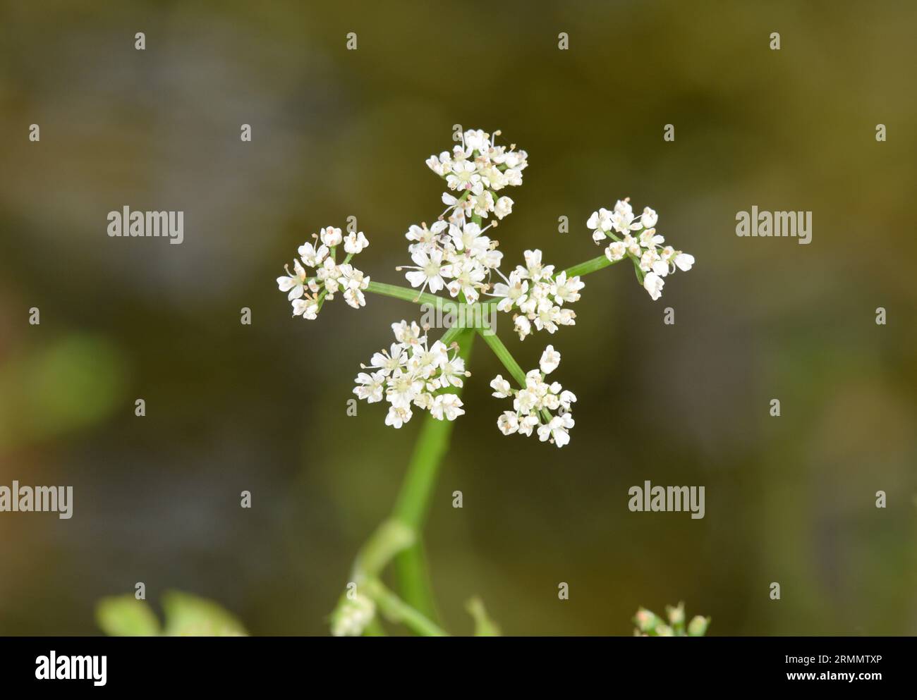 Fiume acqua-Dropwort - Oenanthe fluviatilis Foto Stock